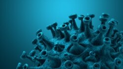 Do decembra 2020. virus SARS-CoV-2 mutirao je u sedam glavnih sojeva.
