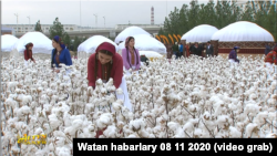 Türkmen TW-siniň pagta wagzynda hemişe 'ak patrak' bolup açylan gowaça meýdanlary, bezemen pagtaçylar görkezilýär. Arhiw suraty