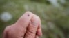 „Infecționistul mă trimitea la psihiatru”. Cum se tratează în Moldova boala Lyme, transmisă de căpușe