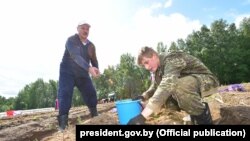 Аляксандар і Мікалай Лукашэнкі зьбіраюць бульбу на «прэзыдэнцкім полі»