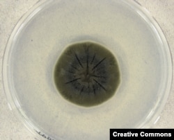 Cladosporium sphaerospermum – hut şol Çernobyl “kömelegi” Petri okarasynda, ýagny içi görnüp duran üsti ýalpak silindrde.