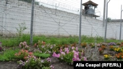 În așteptarea lui... Vicol