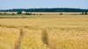 Сёлетні ўраджай згарэў. Гаспадаркі падлічваюць страты