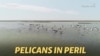 Reduced Bills: More Pelicans Bypass A Dying Russian Lake