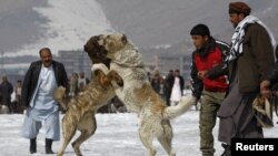 Owganystanda it urşunyň gadagan edilendigine garamazdan, bu uzak wagtdan bäri girdejili we meşhur şowhunyň biri bolup galýar.