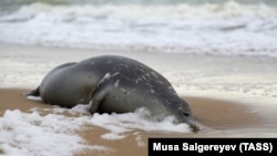 A dead seal washed ashore the Caspian Sea (file photo)