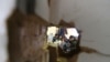 Muncitori migranți fotografiați la Moscovo în cursul unui raid al poliției