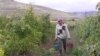Խաղողագործ գյուղացի Հայաստանում, արխիվ